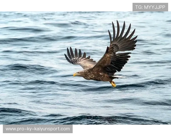 海鹰靠防守赢下关键一场，教科书级别的执行，this page isn't working海鹰